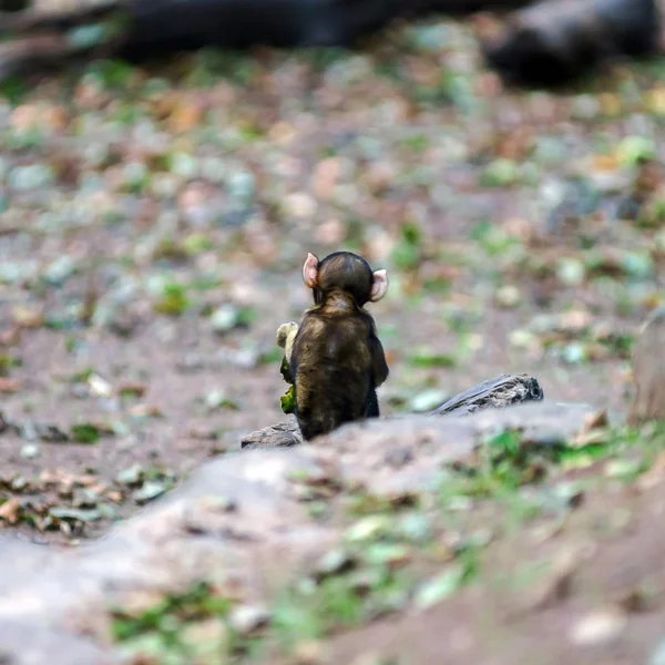Macaco macaco bebê na floresta natural — Fotografia de Stock