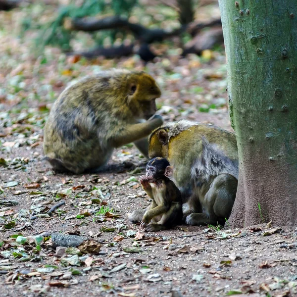 Doğal orman Macaco maymun bebek
