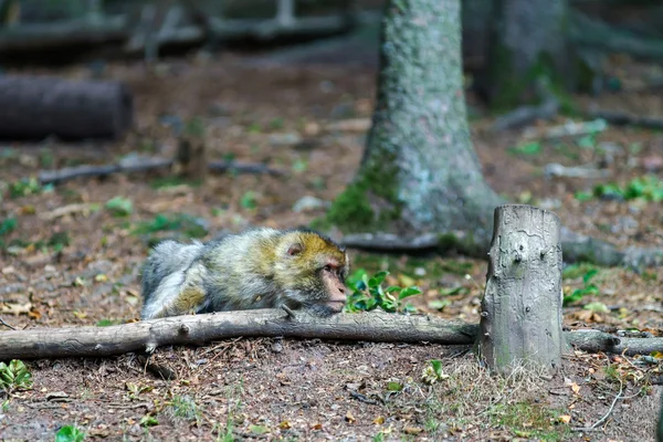 Beautiful macaco monkeys in the forest — Stock Photo, Image