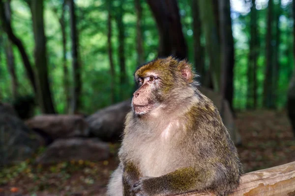 Hermosos monos macacos en el bosque — Foto de Stock