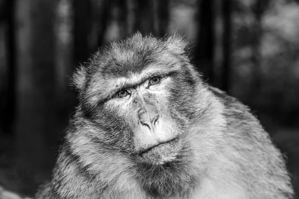Mocaco 猿の感情的なクローズ アップの肖像画 — ストック写真