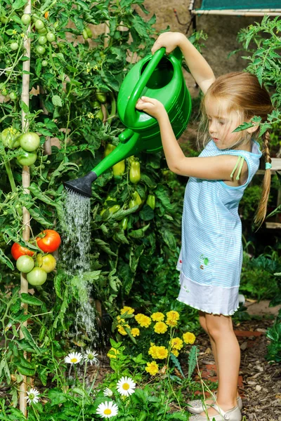 Gadis kecil yang manis menyiram tomat dan bunga di halaman belakang — Stok Foto