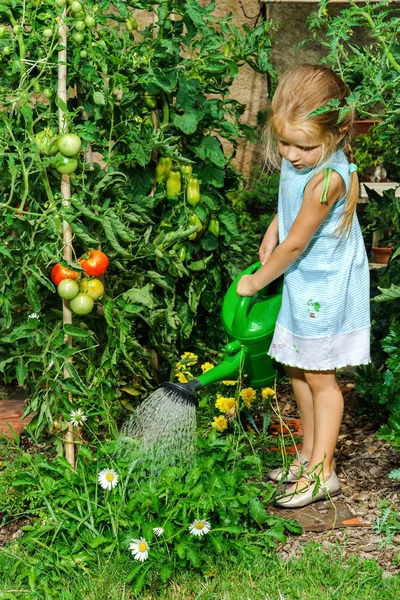 Niedliches kleines Mädchen, das Tomaten und Blumen im Hinterhof gießt — Stockfoto