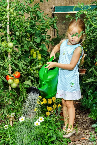 Gadis kecil yang manis menyiram tomat dan bunga di halaman belakang — Stok Foto