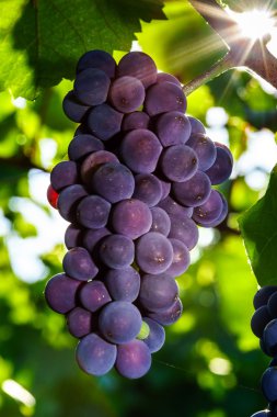 Şaraplık üzüm Fransa günbatımı, sonbahar