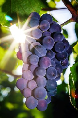 Şaraplık üzüm Fransa günbatımı, sonbahar