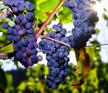 Şaraplık üzüm Fransa günbatımı, sonbahar