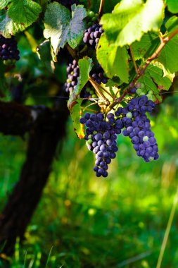 Şaraplık üzüm Fransa günbatımı, sonbahar