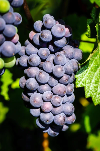 Szőlő dűlő a napnyugta, őszi, Franciaország — Stock Fotó