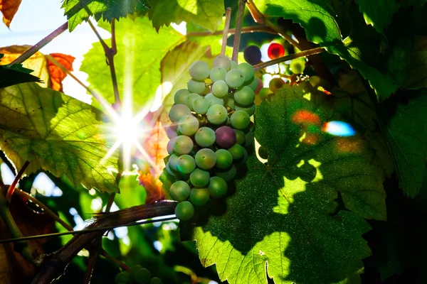 Vinné hrozny vinice u slunce, na podzim ve Francii — Stock fotografie
