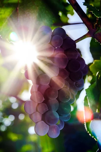 Framställning av vin vingård på solnedgången, hösten i Frankrike — Stockfoto