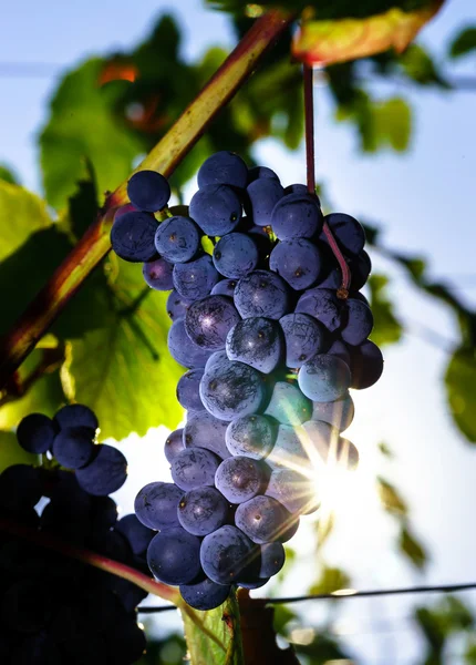 Framställning av vin vingård på solnedgången, hösten i Frankrike — Stockfoto