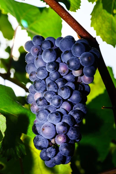 Framställning av vin vingård på solnedgången, hösten i Frankrike — Stockfoto