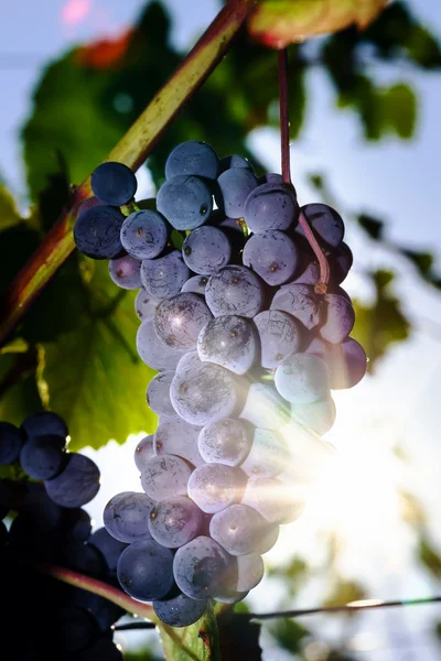 Framställning av vin vingård på solnedgången, hösten i Frankrike — Stockfoto