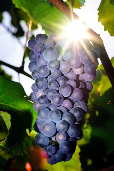 Framställning av vin vingård på solnedgången, hösten i Frankrike — Stockfoto