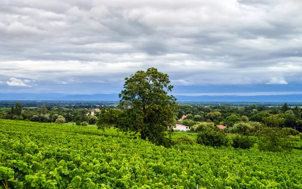 Viñedo de uvas de vino al atardecer, otoño en Francia —  Fotos de Stock
