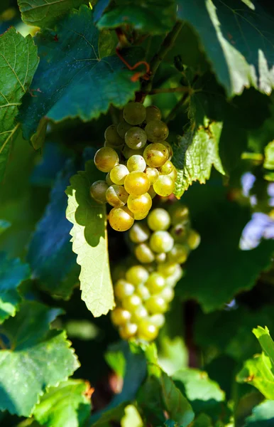 Vignoble de raisins au coucher du soleil, automne en France — Photo