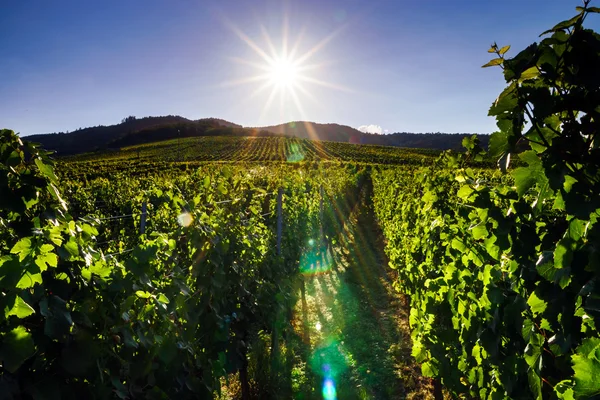 Wine grapes vineyard at sunset, autumn in France — Stock Photo, Image