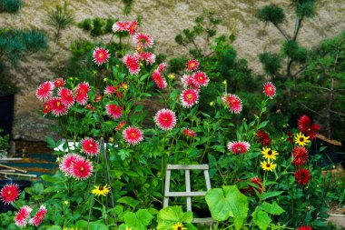 Özel bahçe içinde güzel doğal çiçekler