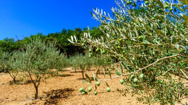 Güzel zeytin ağaçları Provence, Fransa