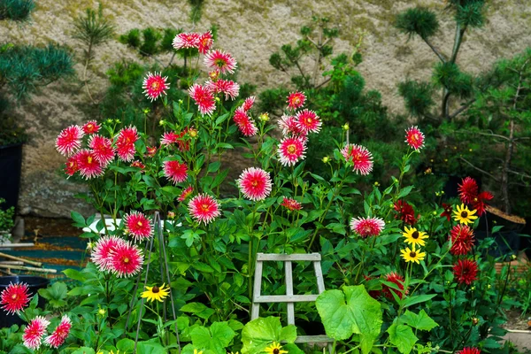 Özel bahçe içinde güzel doğal çiçekler