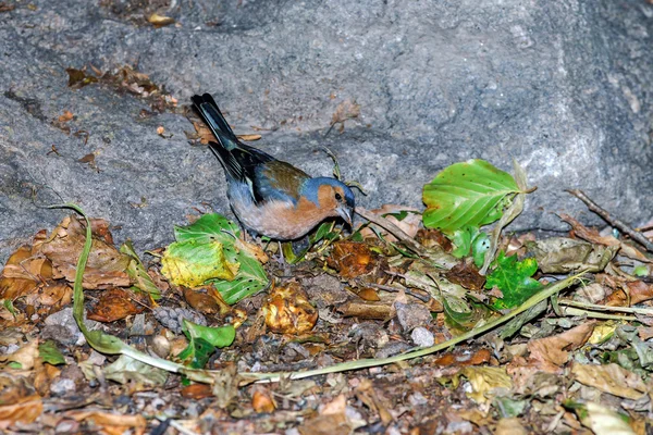 Beautiful colorized chaffinch close-up view — Stock Photo, Image