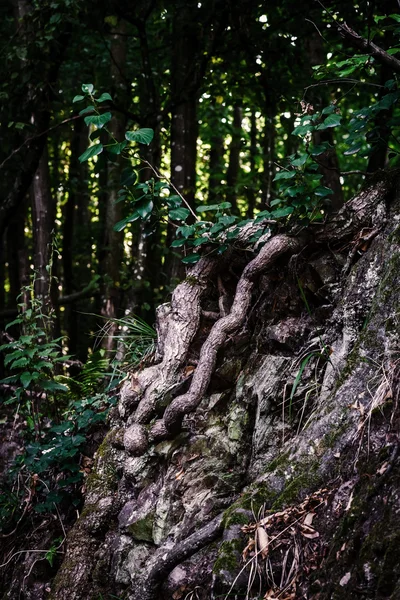 Terrível sonho misteriosa vista da floresta — Fotografia de Stock