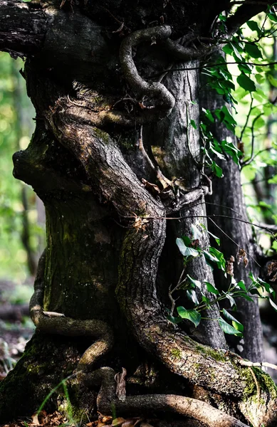 Szörnyű álmodozó titokzatos erdőre — Stock Fotó
