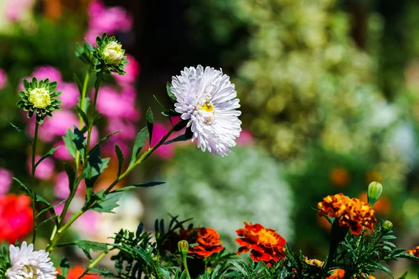 Mooie natuurlijke bloemen in privé tuin — Stockfoto