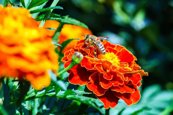 Pequeña abeja en las flores naranjas — Foto de Stock