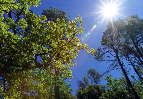 Meşe üzerinden güneşin arka ışık yaprakları