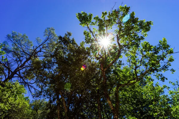 Backlight of the sun through oak leaves — Stock Photo, Image