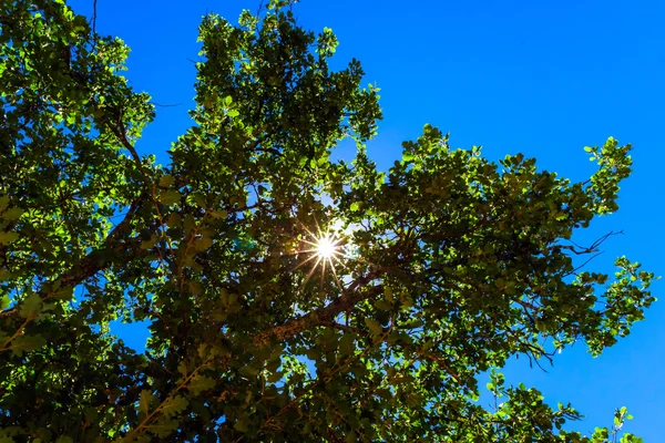 Bakgrundsbelysning av solen genom ek lämnar — Stockfoto