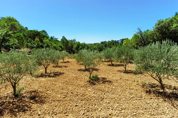 Beautiful olive trees in Provence, France — Stock Photo, Image