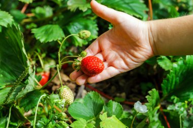 Kırmızı çilek tutan çocuk el