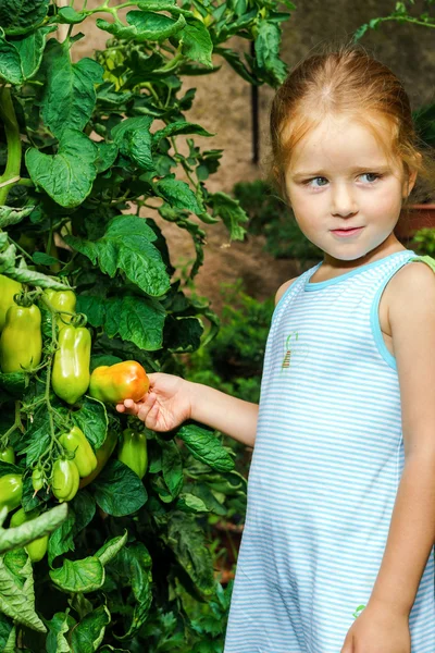 Kleines Mädchen hilft Mutter bei Tomate im Garten — Stockfoto