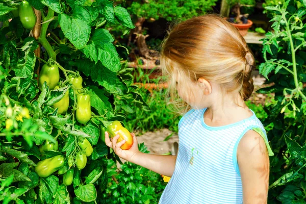 Gadis kecil membantu ibunya dengan tomat di kebun — Stok Foto