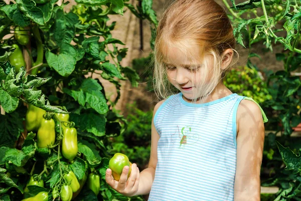 Kleines Mädchen hilft Mutter bei Tomate im Garten — Stockfoto