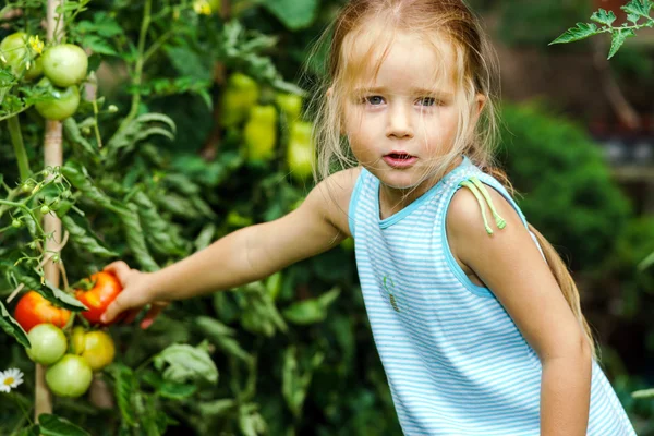 Gadis kecil membantu ibunya dengan tomat di kebun — Stok Foto