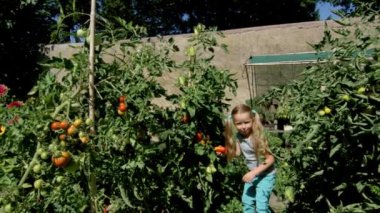 Cute little girl in small garden helping with tomato harvest