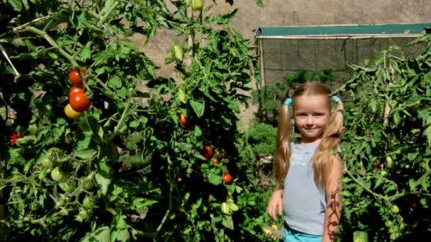 Menina bonito no pequeno jardim ajudando com a colheita de tomate — Vídeo de Stock