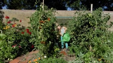 Sevimli küçük kız anne yardım - domates ve Çiçekler bahçede sulama