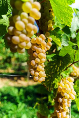Muscat üzüm demet güneş