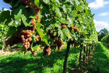 Tarih Pzr Gewurztraminer üzüm demet