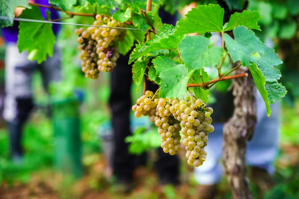 Människor som arbetar på vendange, vine skörd. — Stockfoto