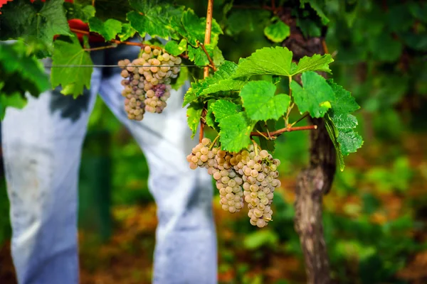 Menschen, die am Weinanbau, an der Weinlese arbeiten. — Stockfoto