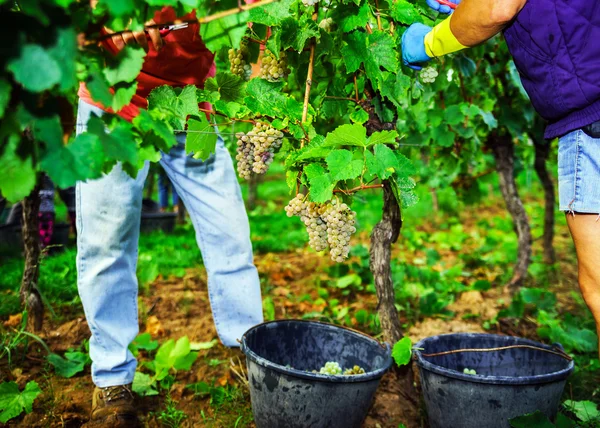 Orang-orang yang bekerja di vendange, panen anggur . — Stok Foto