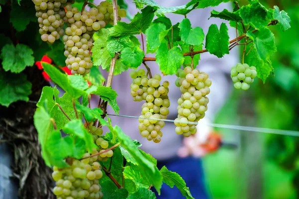 Mensen die werkzaam zijn op vendange, wijnstok oogst. — Stockfoto