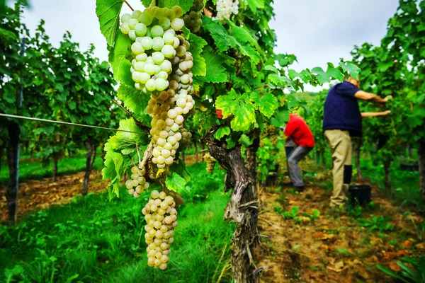 Emberek működő-ra vendange, betakarítás szőlő. — Stock Fotó