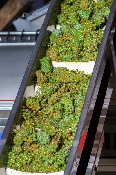 Convoyeur automatique pour grappes de raisin dans la presse — Photo